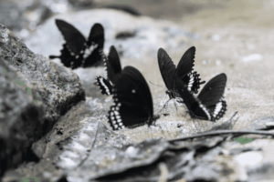 Black Butterfly Mean