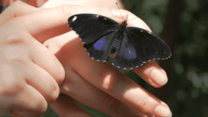 Black Butterfly Meaning Spiritual