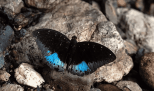 Black Butterfly Meaning in the Bible