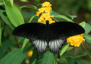 Black Butterfly Tattoo Meaning