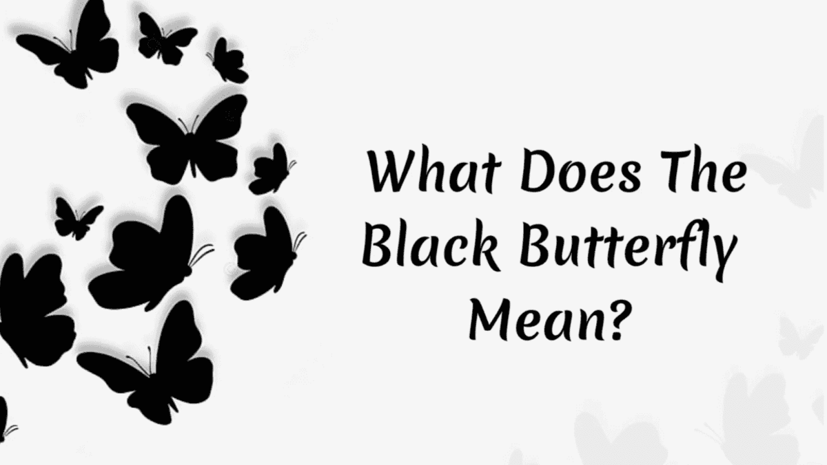 Black Butterfly Meaning: A Journey into Its Symbolism