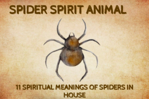 Spider Spiritual Meaning