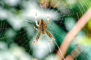 Spider Spiritual Meaning Love